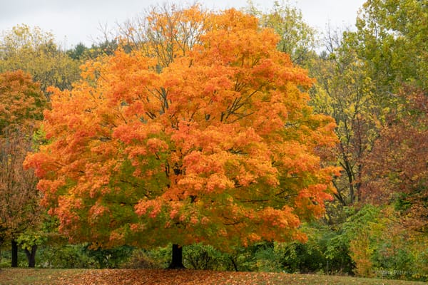 Morning Pages Progress, La Ronde, and WE